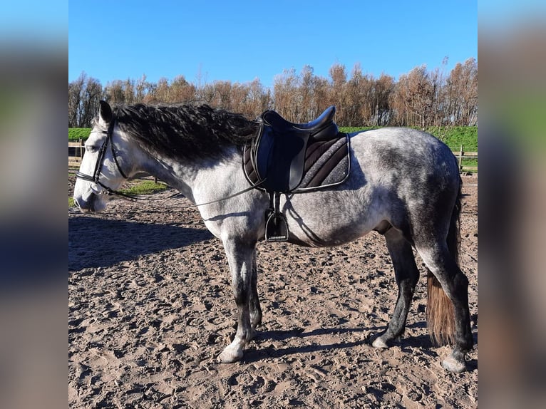 Andaluso Castrone 9 Anni Leardo in Bodman-Ludwigshafen