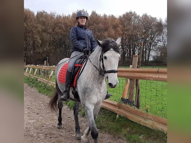 Andaluso Castrone 9 Anni Leardo in Bodman-Ludwigshafen