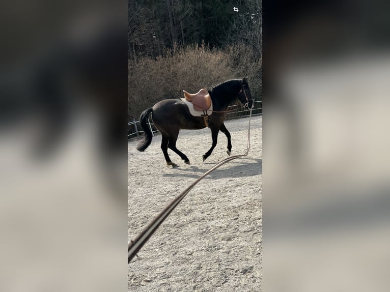 Andaluso Giumenta 10 Anni 152 cm Baio nero in Arnoldstein