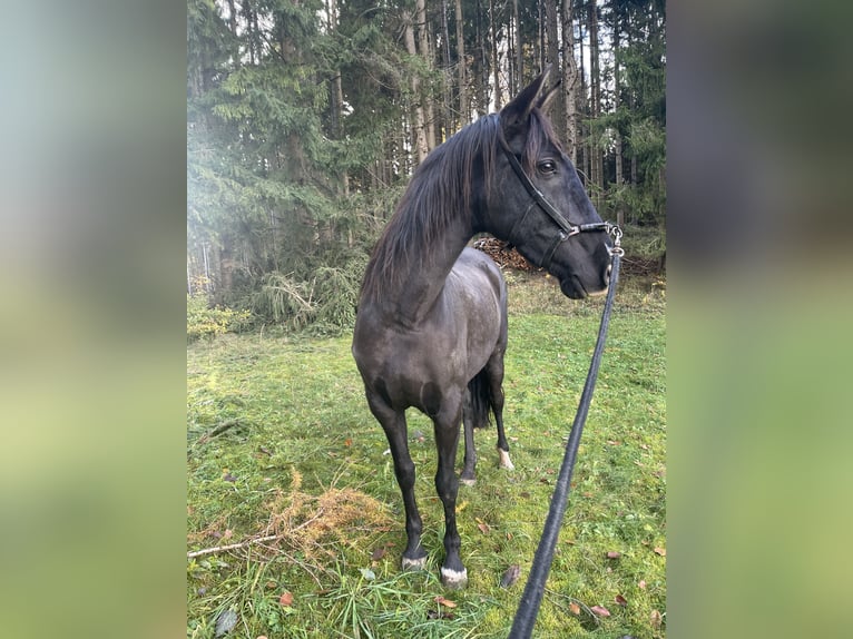 Andaluso Giumenta 10 Anni 152 cm Baio nero in Arnoldstein