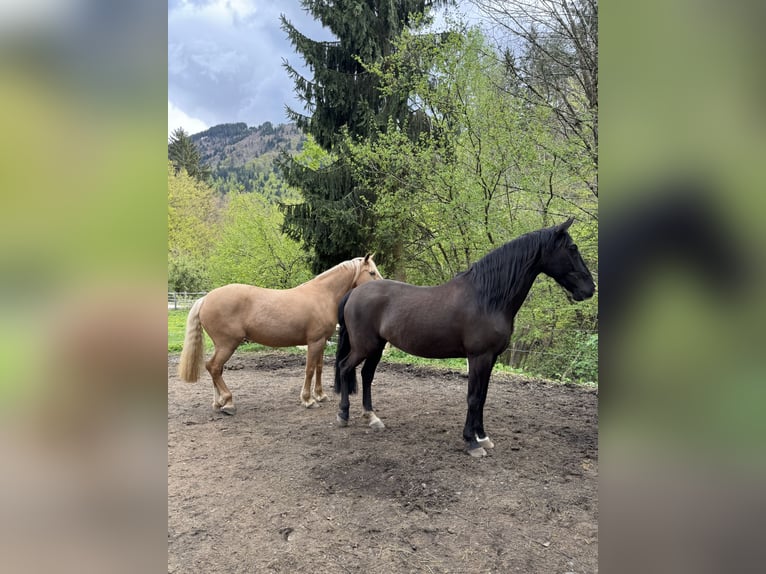 Andaluso Giumenta 10 Anni 152 cm Baio nero in Arnoldstein