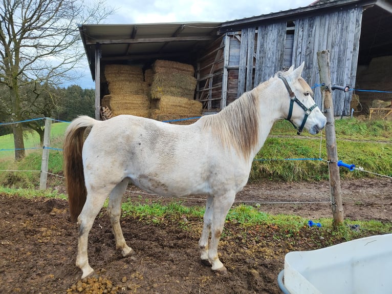 Andaluso Giumenta 10 Anni 155 cm Grigio trotinato in Sulzbach an der Murr