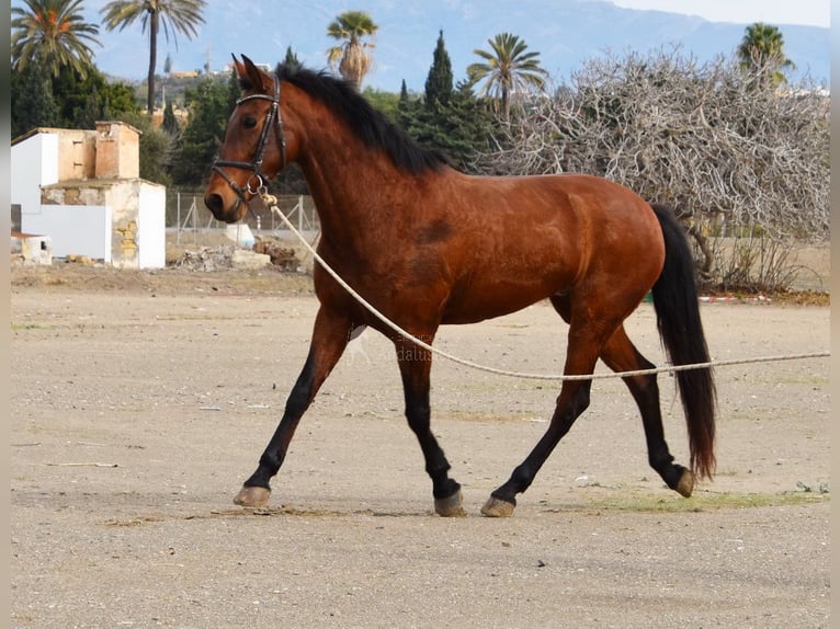 Andaluso Giumenta 10 Anni 158 cm Baio in Provinz Malaga