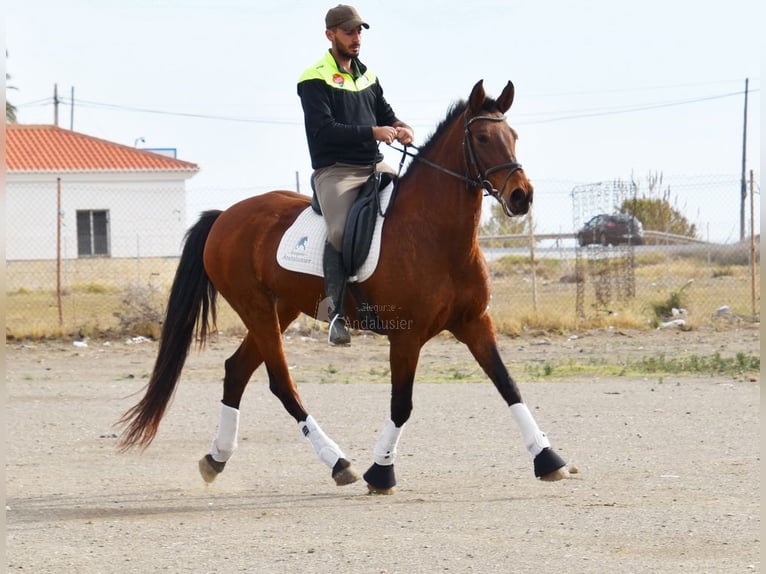 Andaluso Giumenta 10 Anni 158 cm Baio in Provinz Malaga