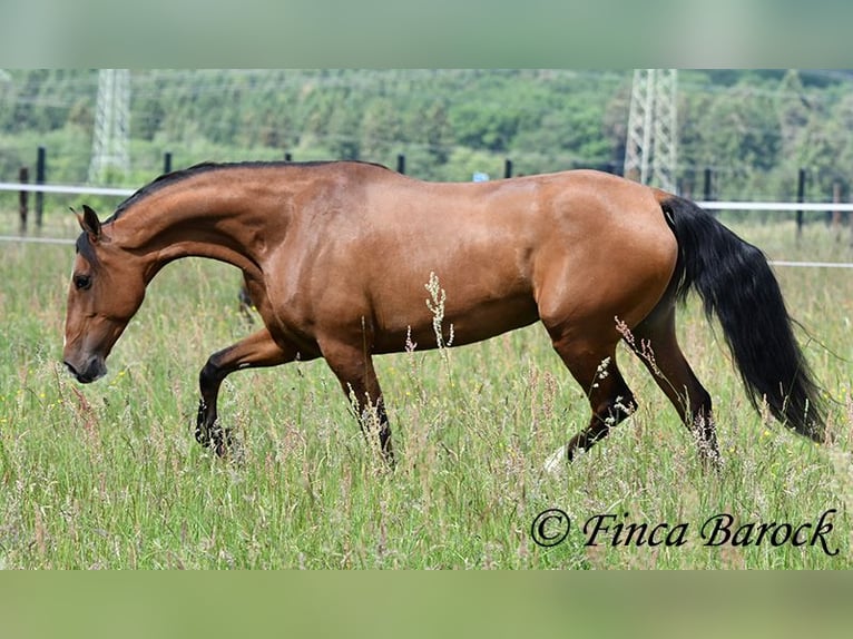 Andaluso Giumenta 10 Anni 159 cm Baio in Wiebelsheim