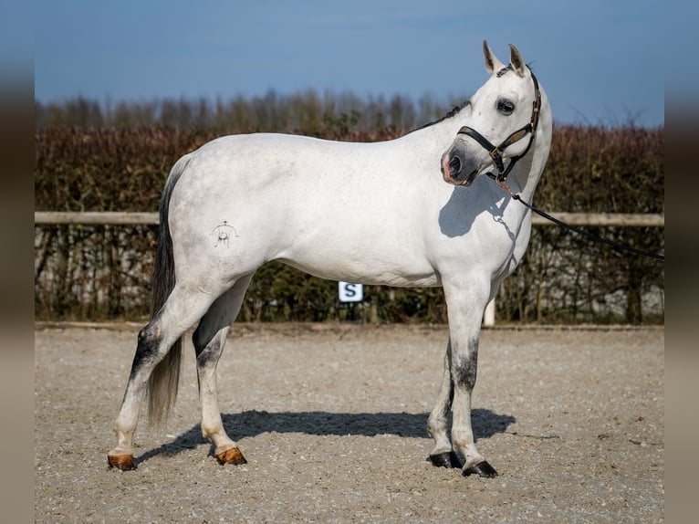 Andaluso Giumenta 10 Anni 162 cm Grigio in Neustadt (Wied)