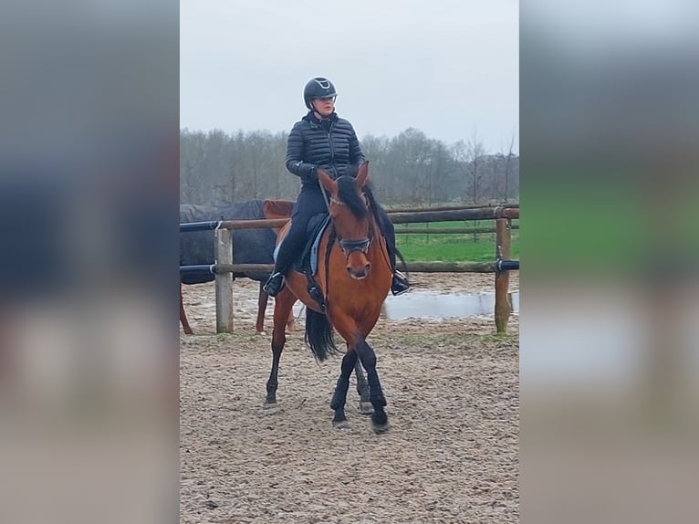 Andaluso Giumenta 10 Anni 164 cm Baio ciliegia in Hemrik