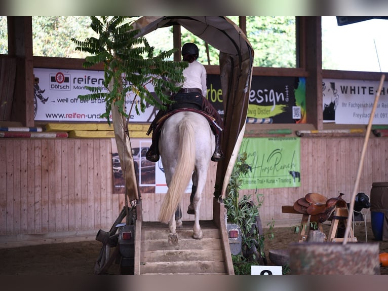 Andaluso Giumenta 11 Anni 157 cm Perlino in Kasendorf