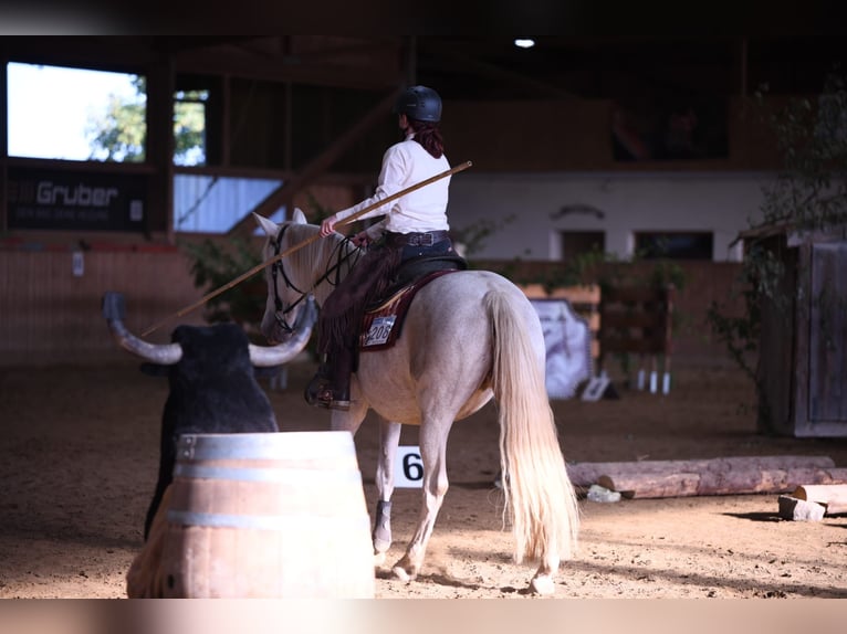 Andaluso Giumenta 11 Anni 158 cm Perlino in Kasendorf