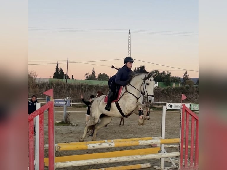 Andaluso Mix Giumenta 11 Anni 160 cm Grigio in Coin