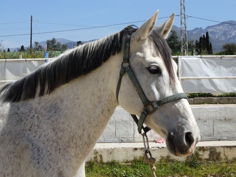 Andaluso Mix Giumenta 11 Anni 160 cm Grigio in Coin