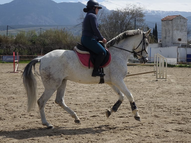 Andaluso Mix Giumenta 11 Anni 160 cm Grigio in Coin