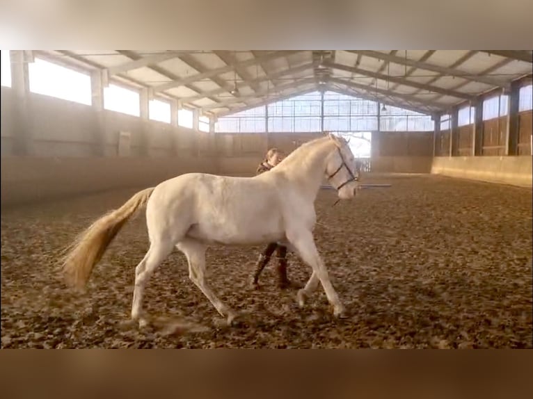 Andaluso Giumenta 11 Anni 162 cm Perlino in Schmachtenhagen