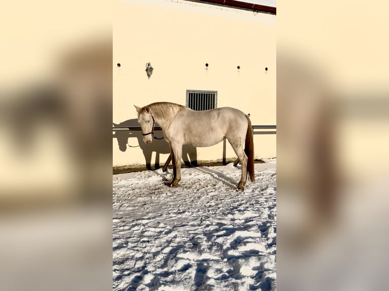 Andaluso Giumenta 11 Anni 162 cm Perlino in Schmachtenhagen