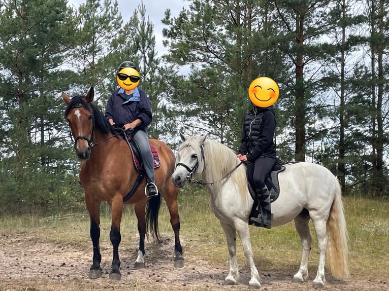 Andaluso Mix Giumenta 12 Anni 135 cm Grigio in Rostock