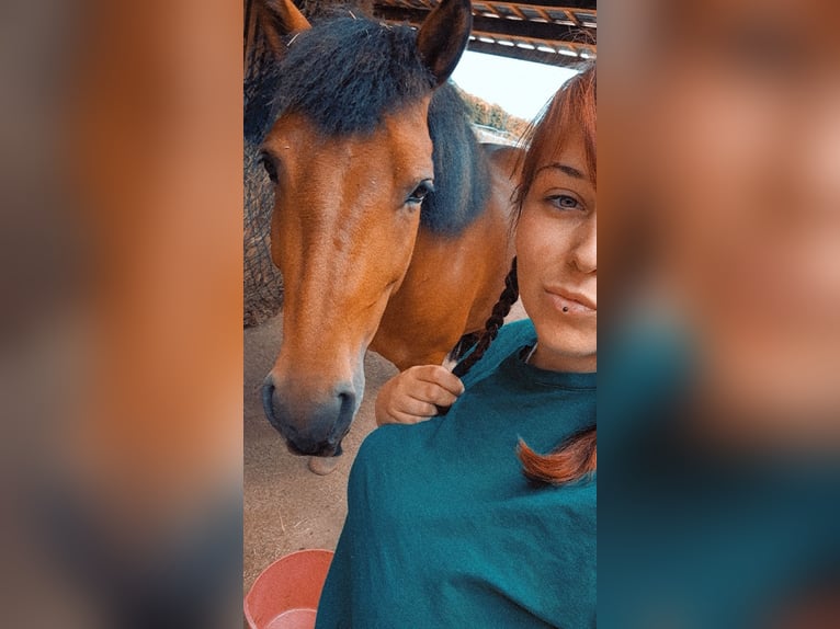 Andaluso Mix Giumenta 12 Anni 145 cm Baio in Langenfeld