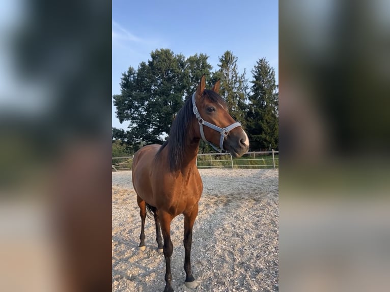 Andaluso Mix Giumenta 12 Anni 150 cm  in Mickhausen