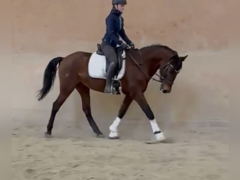 Andaluso Giumenta 12 Anni 153 cm Baio in Schwäbisch Gmünd