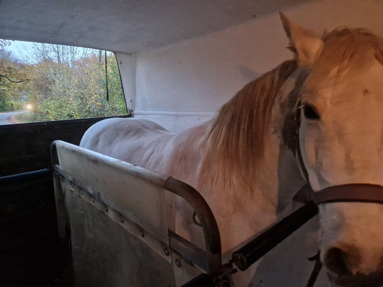 Andaluso Giumenta 12 Anni 155 cm Grigio in Glauchau