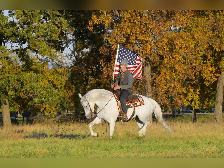 Andaluso Giumenta 12 Anni 157 cm Bianco in Oelwein, IA