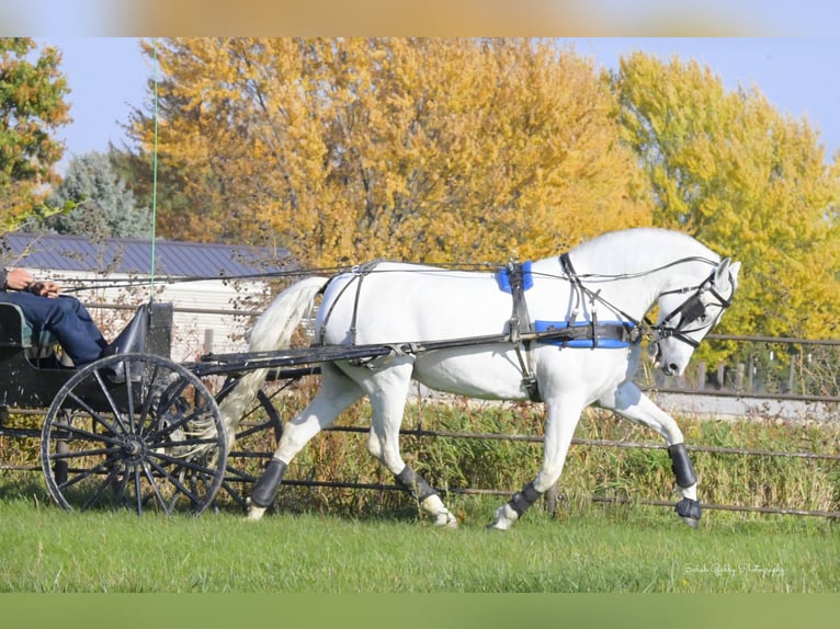 Andaluso Giumenta 12 Anni 157 cm Bianco in Oelwein, IA