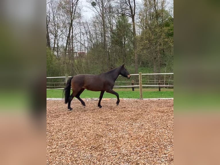 Andaluso Giumenta 12 Anni 160 cm Baio nero in nähe Stainz