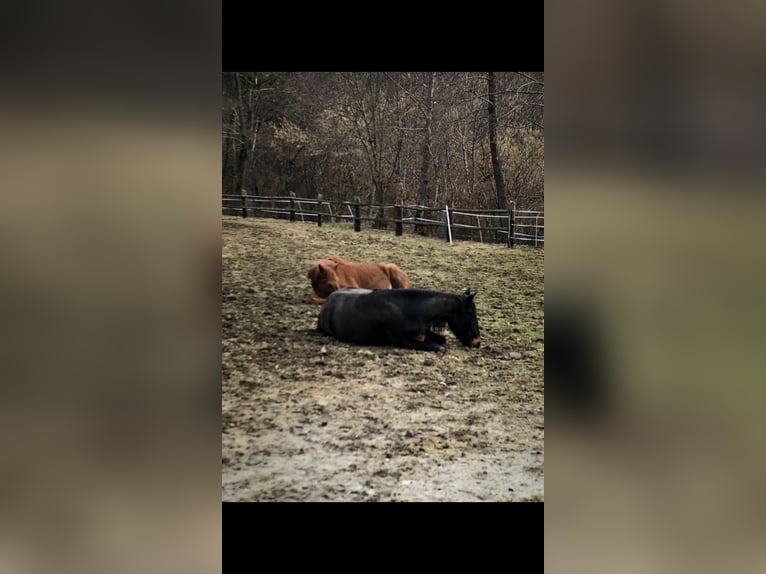 Andaluso Giumenta 12 Anni 160 cm Baio nero in nähe Stainz