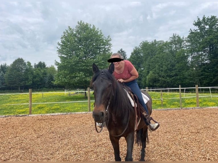 Andaluso Giumenta 12 Anni 160 cm Baio nero in nähe Stainz