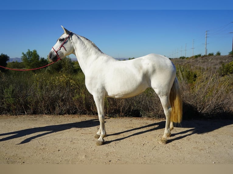 Andaluso Giumenta 12 Anni 163 cm Bianco in Corona, CA