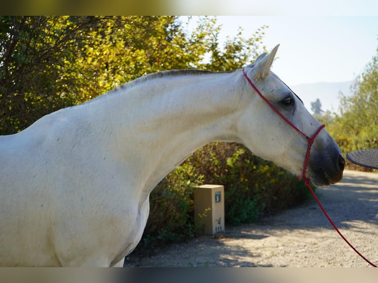 Andaluso Giumenta 12 Anni 163 cm Bianco in Corona, CA