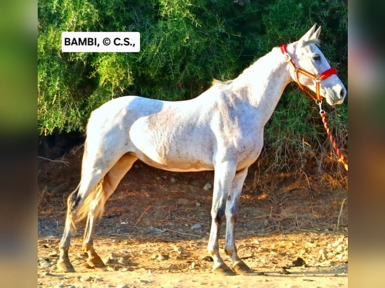 Andaluso Giumenta 12 Anni 165 cm Grigio trotinato in Conil de la Frontera
