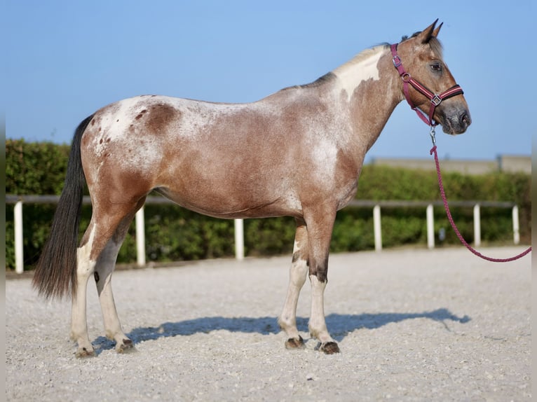 Andaluso Giumenta 13 Anni 148 cm Red dun in Neustadt (Wied)