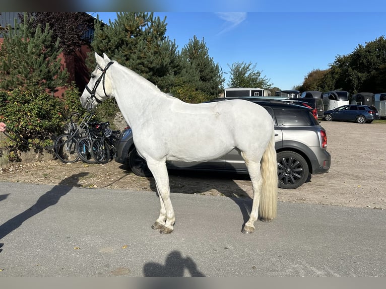 Andaluso Mix Giumenta 13 Anni 153 cm Grigio in Tarbek