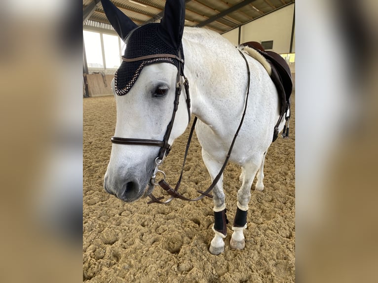 Andaluso Giumenta 13 Anni 156 cm Grigio in Altshausen