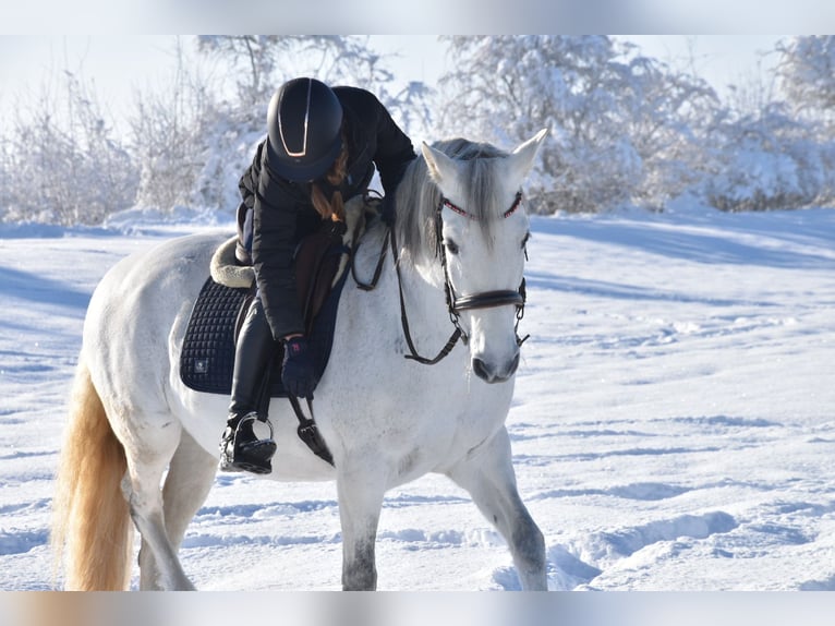 Andaluso Giumenta 13 Anni 156 cm Grigio in Altshausen
