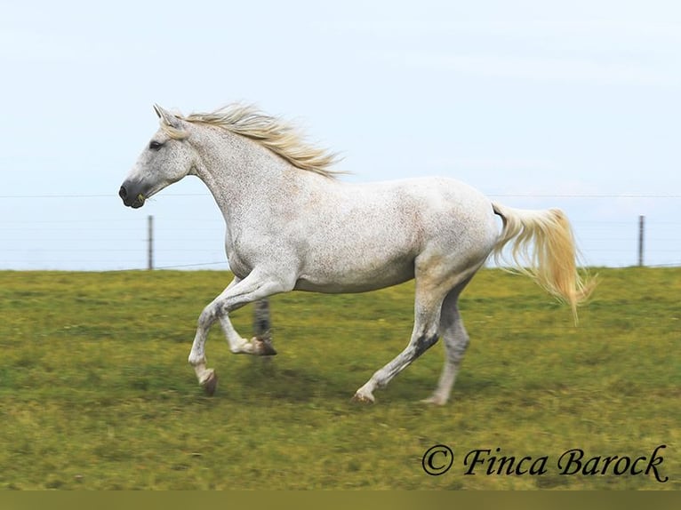 Andaluso Giumenta 13 Anni 162 cm Grigio in Wiebelsheim