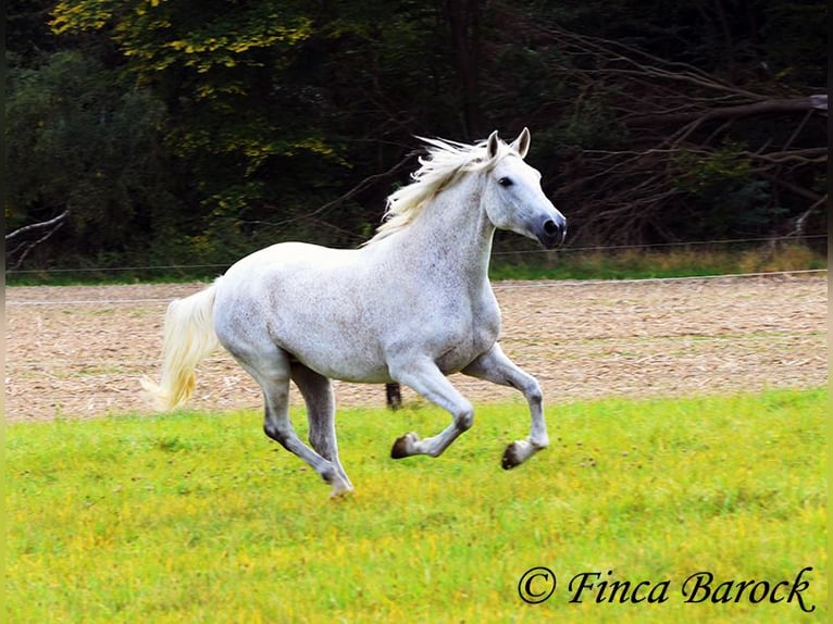 Andaluso Giumenta 13 Anni 162 cm Grigio in Wiebelsheim