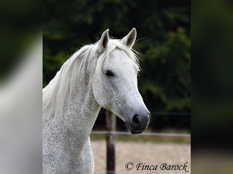 Andaluso Giumenta 13 Anni 162 cm Grigio in Wiebelsheim