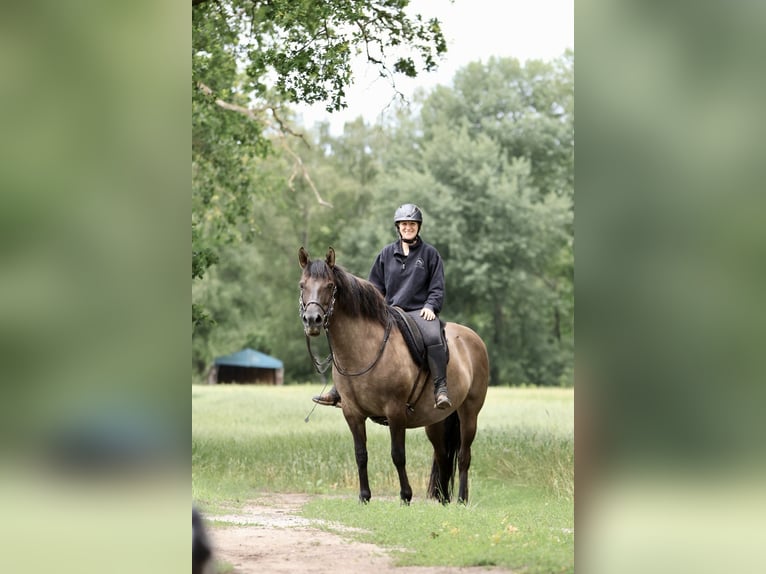Andaluso Mix Giumenta 14 Anni 153 cm Grullo in Ribbesbüttel