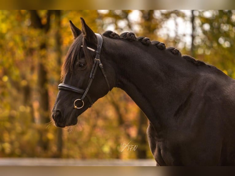 Andaluso Mix Giumenta 14 Anni 155 cm  in Womrath
