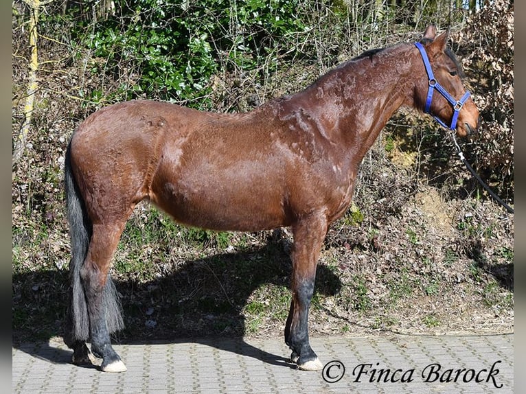 Andaluso Giumenta 14 Anni 158 cm Baio in Wiebelsheim
