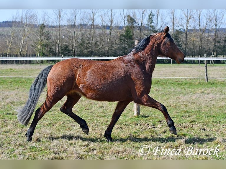 Andaluso Giumenta 14 Anni 158 cm Baio in Wiebelsheim