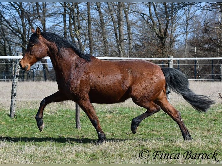 Andaluso Giumenta 14 Anni 158 cm Baio in Wiebelsheim