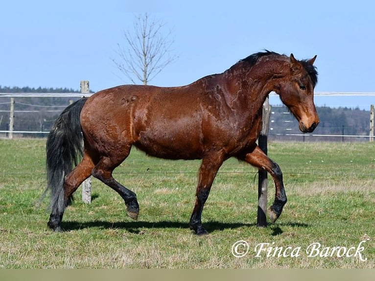Andaluso Giumenta 14 Anni 158 cm Baio in Wiebelsheim