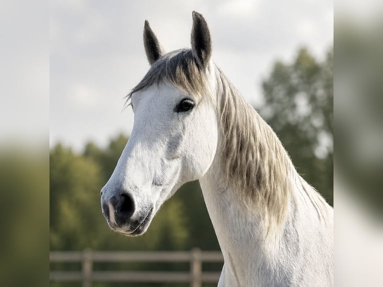 Andaluso Giumenta 14 Anni 160 cm Grigio trotinato in Elmenhorst
