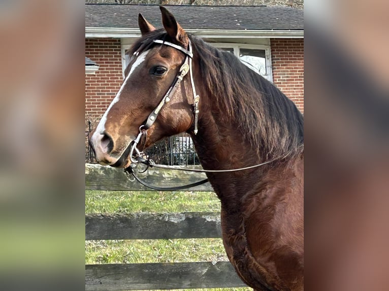 Andaluso Giumenta 15 Anni 155 cm Baio ciliegia in Newport