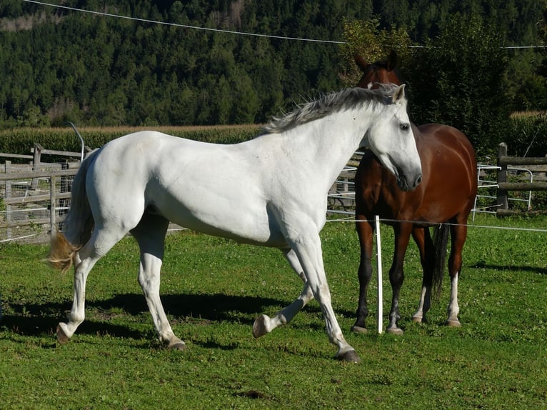 Andaluso Mix Giumenta 15 Anni 155 cm Grigio in St. Lorenzen