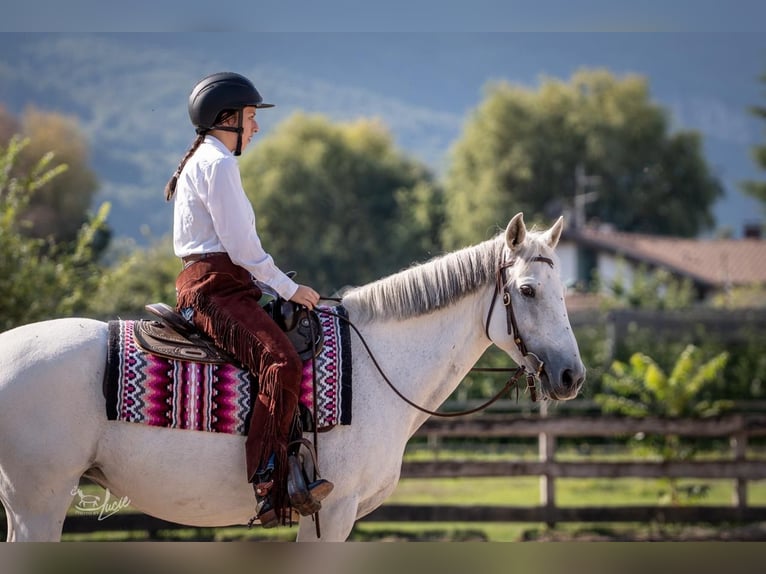 Andaluso Mix Giumenta 15 Anni 155 cm Grigio in St. Lorenzen
