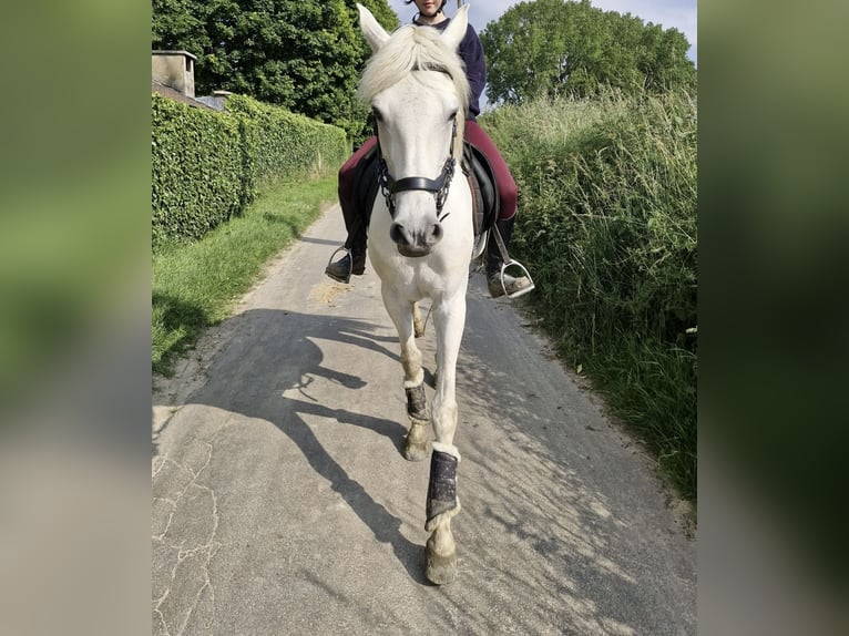 Andaluso Mix Giumenta 15 Anni 157 cm Grigio in Heusden-Zolder