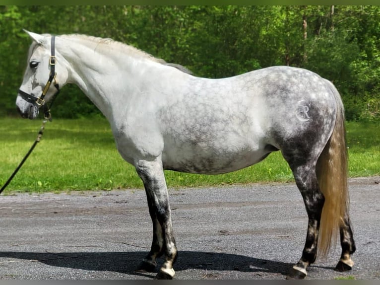 Andaluso Giumenta 15 Anni Grigio in Monroe Township NJ